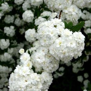 Spiraea cantoniensis 'Lanceata'