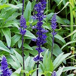 Salvia splendens 'Victoria Blue'