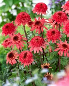 Echinacea purpurea 'Raspberry Truffle'