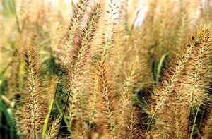 Pennisetum alopecuroides 'Moudry'