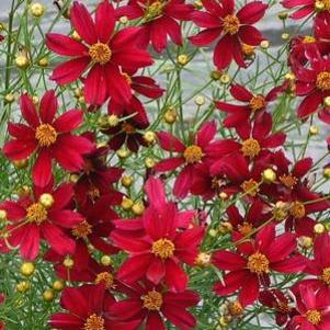 Coreopsis x 'Permathread Red Satin'