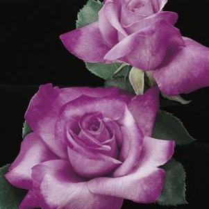 Rosa x 'AROplumi'