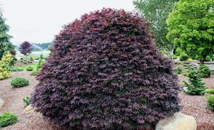 Acer palmatum 'Rhode Island Red'