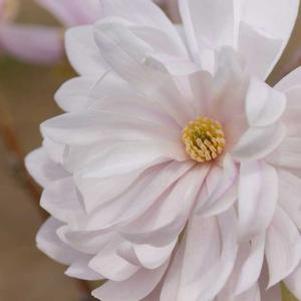 Magnolia stellata 'Centennial Blush'