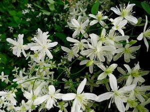 Clematis paniculata ''