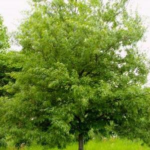 Quercus ellipsoidalis 'Bailskies'