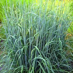 Sorghastrum nutans 'Indian Steel'