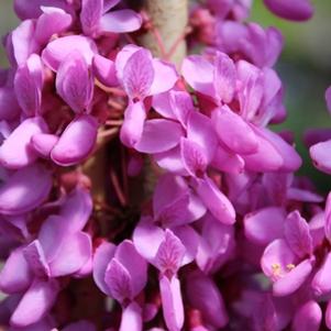 Cercis chinensis 'Bubblegum'