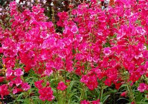 Penstemon x 'Cha Cha Hot Pink'