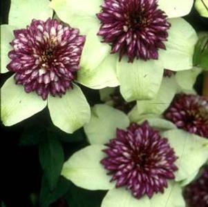 Clematis x 'Florida Sieboldii'
