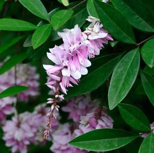 Indigofera decora ''