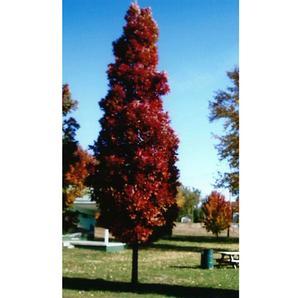 Quercus x 'Scarlet Letter'