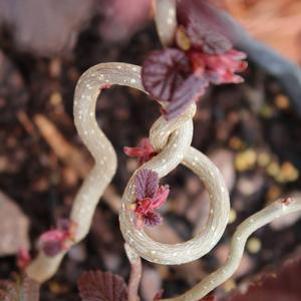 Corylus avellana 'Red Dragon'