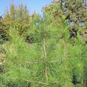 Pinus echinata ''