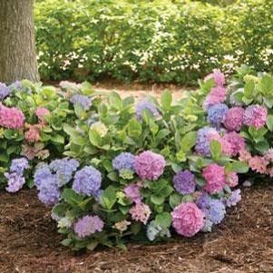 Hydrangea macrophylla 'Lindsey Ann'