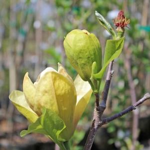 Magnolia x 'Sunsation'