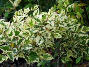 Betula nigra 'Shiloh Splash'