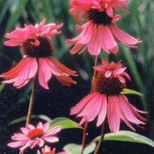 Echinacea purpurea 'Double Decker'