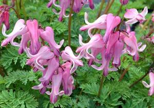 Dicentra x 'Amore Pink'