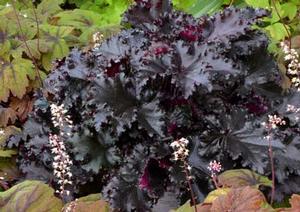 Heuchera x 'Black Taffeta'