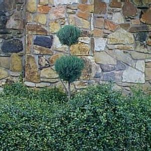 Juniperus chinensis 'Blue Point'