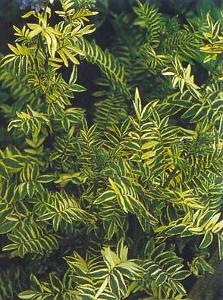 Polemonium caeruleum 'Brise d'Anjou'