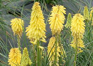 Kniphofia x 'Poco Yellow'