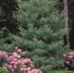 Pinus cembra 'Klein'