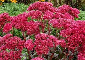 Sedum x 'Thunderhead'
