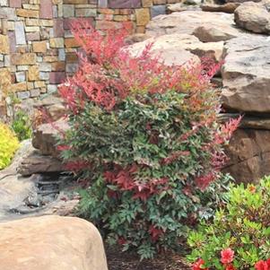 Nandina domestica 'SEIKA'