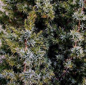 Juniperus x 'J.N. Select Blue'