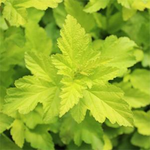 Physocarpus opulifolius 'Podaras 3'