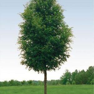 Ulmus parvifolia 'Bosque'