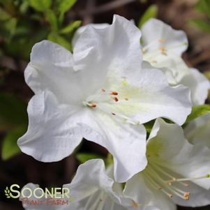 Rhododendron azalea x 'Roblev'