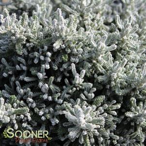 Santolina chamaecyparissus ''