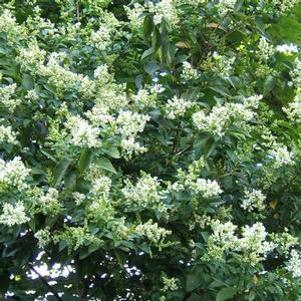 Ligustrum ovalifolium 'Nantucket'