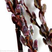 Salix chaenomeloides 'Lubbers Zwart'
