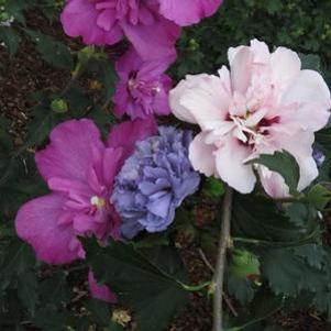 Hibiscus syriacus 'DS01BS/DSOPS/DSO3RS'