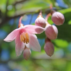 Styrax japonica 'JL Weeping'