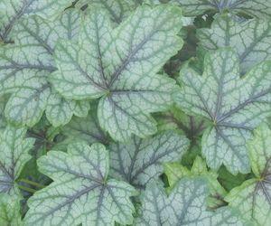 Heucherella x 'Pink Gem'
