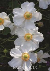 Anemone x 'Honorine Jobert'