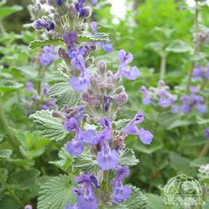 Nepeta x faassenii 'Early Bird'