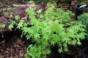 Acer palmatum 'Summer Gold'