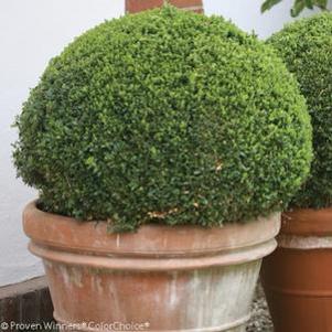Buxus microphylla 'Bulthouse'
