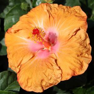Hibiscus rosa-sinensis 'Orange Seduction'