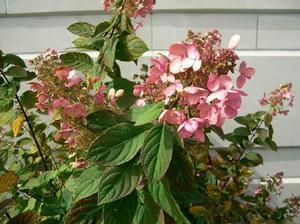 Hydrangea paniculata 'Interhydia'