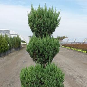 Juniperus chinensis 'Blue Point'