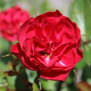 Rosa x 'BAIfairy'