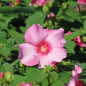 Hibiscus x 'Happa Pink'