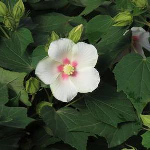 Hibiscus x 'Happa White'